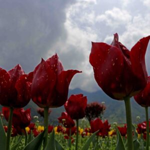 Tulips in full bloom in world famous Tulip Garden of Kashmir 
PIC BY:kashmirmediawatch.com