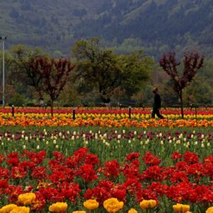 Full view of Renowned Tulip Garden Srinagar  PIC BY:kashmirmediawatch.com